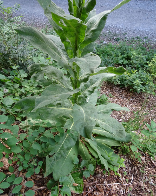 Verbascum cfr. thapsus